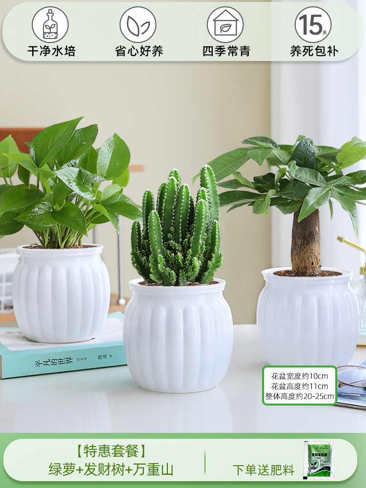 [특가 패키지] 포토스 + 머니트리 + 완중산