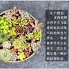 Succulent plant wholesale multi -meat combination potted large meat plants group group with potted potted base straight hair