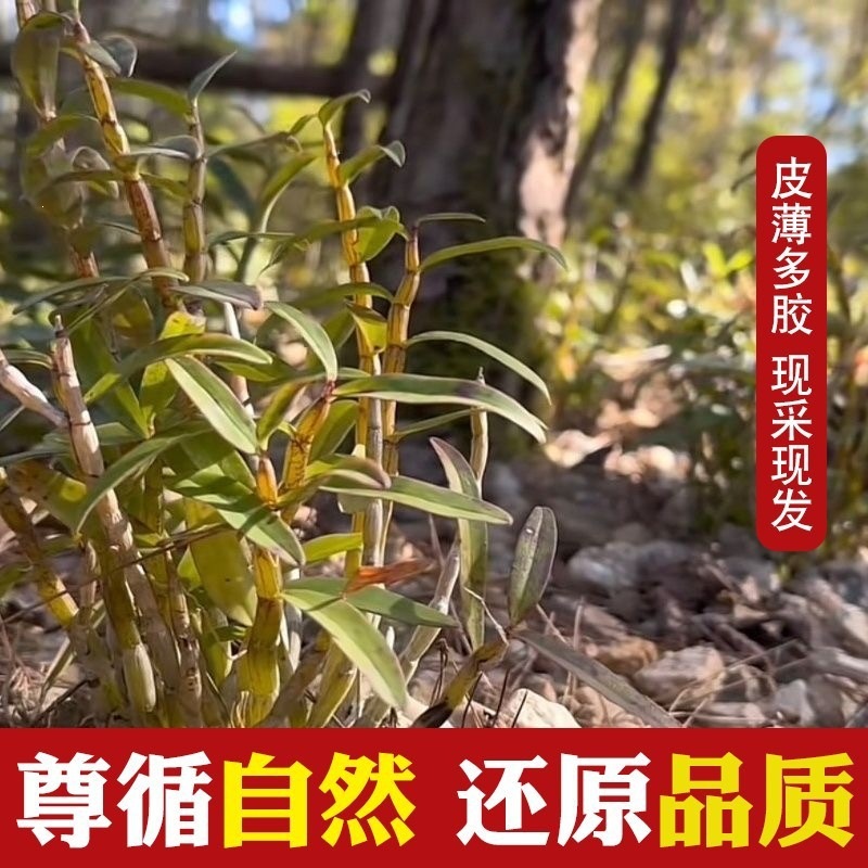 Fresh Tie Pi Shi Hu Dendrobium Stems 250g Five-Year Huoshan Dendrobium officinale Ready to Eat key features