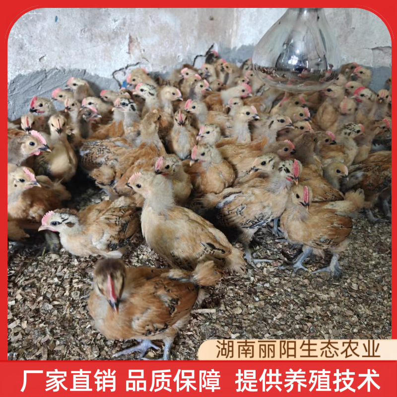 青脚土鸡苗脱温一个月土鸡孵化场直卖可以直接山地放养小脚土鸡苗