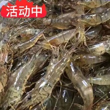 青岛小海虾海鲜水产一整箱批发新鲜鲜活冷冻小虾
