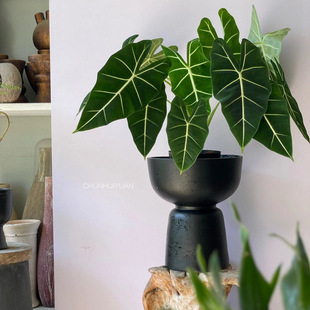 �G���Zˮ�ຣ��q����Gֲ���B�����҃ȱ��W�Lֲ������՚�