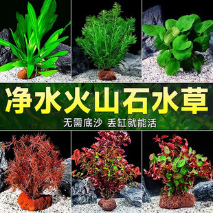 Water Purification Fish Tank Real Grass Landscaping Volcanic Stone Decoration Package Purification Water Grass Underwater Leaves Special Water Grass Collection