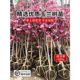 一件代发玉兰花树苗红白黄紫玉兰花苗花卉植物盆栽庭院绿化地栽广