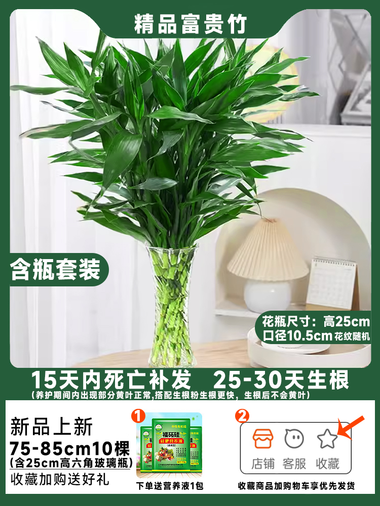 [병세트] 75~85cm 나무 10그루 + 유리병 [무료 영양액 및 뿌리가루]