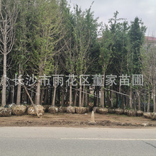 市政道路工程18公分银杏树 原生移栽带土球 公园小区绿化苗木批发