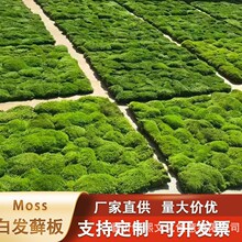 ���l�װl�\����������̦�\�Ҿ��b�DIY��̦�쾰�Gֲ�������̦�\