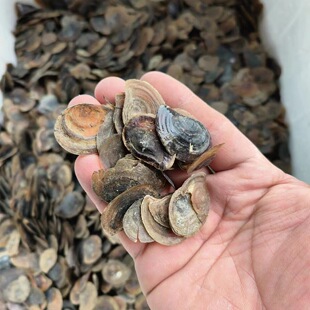 ��Ȼ���㺣���w  ��ĥ�� ���㺣�݅� Ѭ�������������