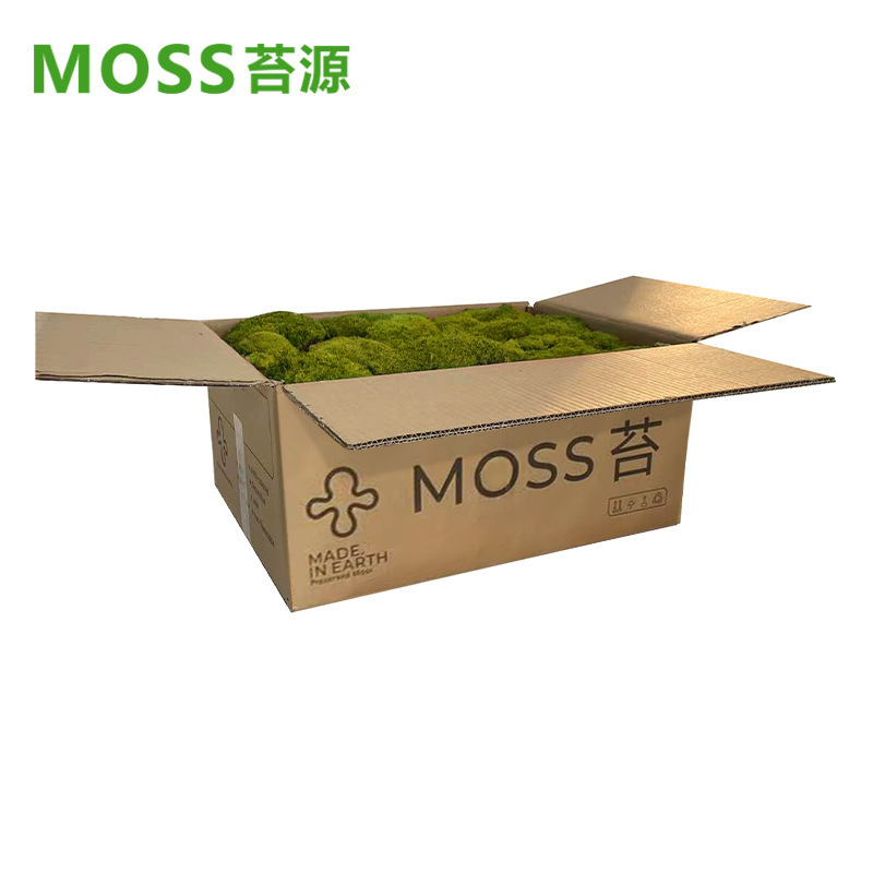 Musgo inmortal pelo blanco musgo gris grande planta verde pared flor seca Fondo pared planta pared musgo fuente