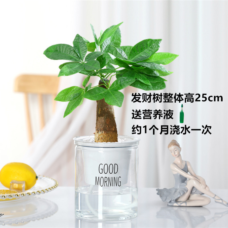 [한정특가] 머니트리 [북유럽 자흡식 세면기] + 영양액 1병