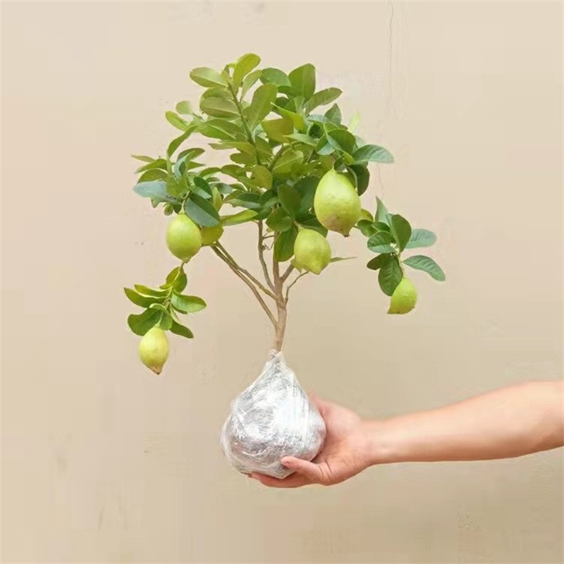 O1CN01uJ5aGf1U0tRn6MHMO_!!3072