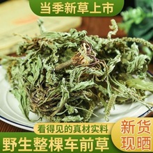 中药材新货车前草个干500g克手工精选无硫天然车轮菜中草药多规格