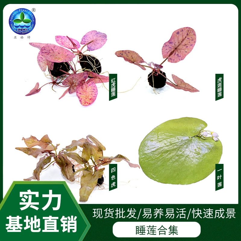 Аквариум Пейзаж Домашняя Жизнь в помещении Декоративные растения Рыбы и креветки Побег Дом Красный Тигр Водяная Лилия Четыре цвета Тигр оптом