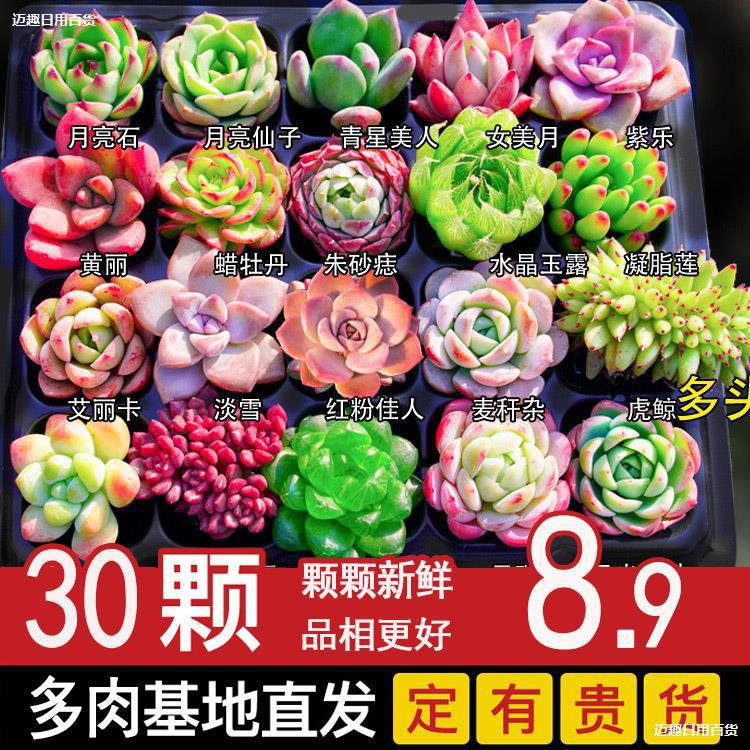 Plantas suculentas en maceta de interior, flores de carne de jade, plantas verdes de plántulas, importación de granos fáciles de cultivar.