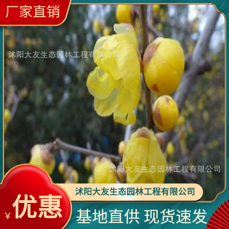 База Оптовая Саженцы сливы собственного производства Живописный район Ландшафтный дизайн Дорожный садовый проект Озеленение саженцев