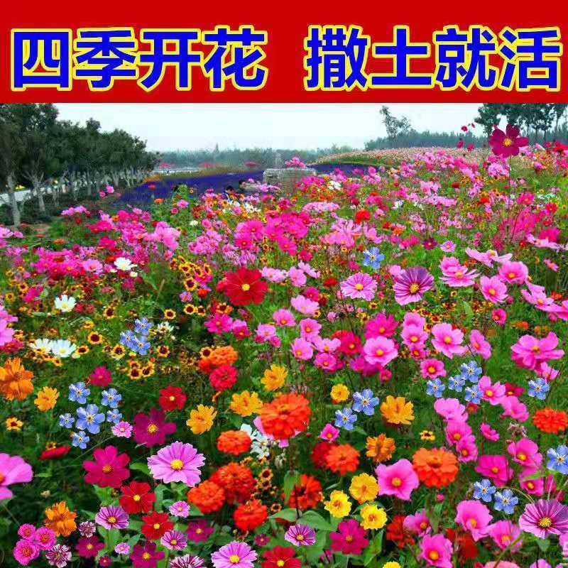 耐寒花种多年生野花组合种子四季开花波斯菊花籽庭院易种活室外