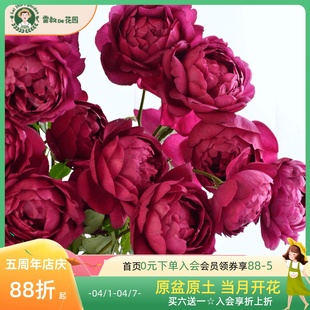Uncle Lei's Garden Autumn Rouge Rose Seedlings Extra Large Flower Potted Four-Season Flowering Climbing Rose Courtyard Shrub