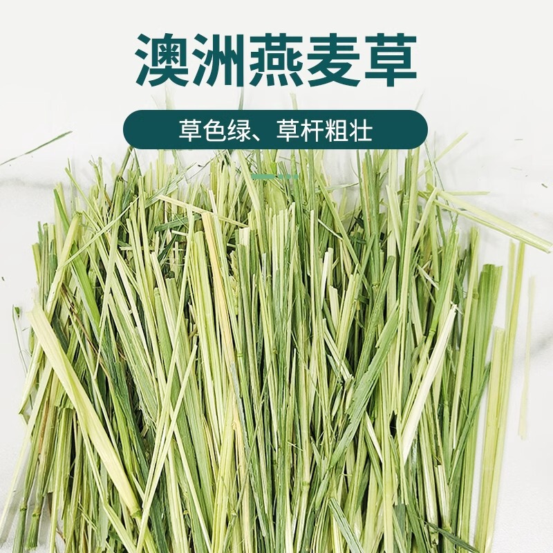 Australian Oat Grass for Rabbits, Guinea Pigs, and Chinchillas - Golden Oat Grass 500g High-Fiber Green Rabbit Grass Australian Oats