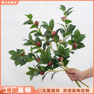 ����Gֲ ����� ��ֲ����֦�Ҿ��b@���쾰���@�b�֦���l