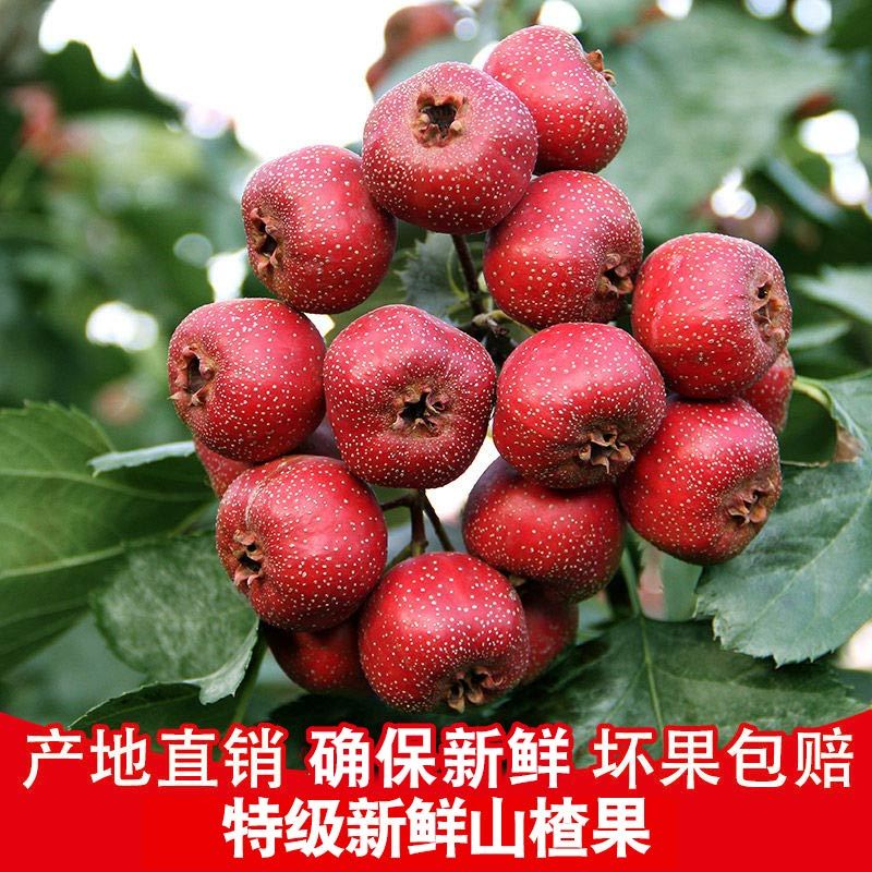 新鮮なサンザシの果実 2.5kg パック サンザシの新鮮な果実 山の赤い果実 卸売 新鮮な大きなサンザシの乾燥スライス 冷水砂糖漬け|undefined