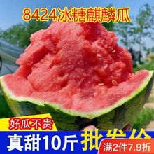 云南冰糖麒麟西瓜8424美都现摘薄皮超甜直发新鲜水果