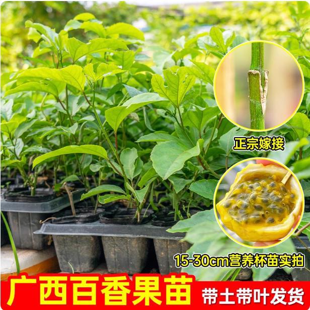 百香果树苗正宗黄金百香果苗纯甜黄金果紫香大苗四季庭院爬藤阳台
