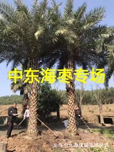 福建中东海枣产地批发价格 湖南中东海枣树报价 江西银海枣树价钱