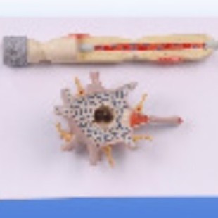 Kay/A18001 Neuron Amplification Model Neurology Teaching Anatomy Model