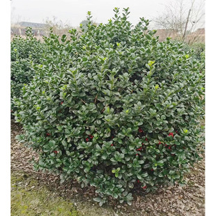 �o���۹��� ؈���� �ϻ��� �B���� ���Ǵ� ؈���� ������ľ��