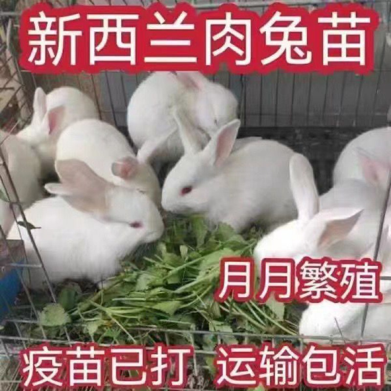 小兔子活物大型肉兔巨兔苗新西兰白兔比利时散养肉兔子活物月月兔