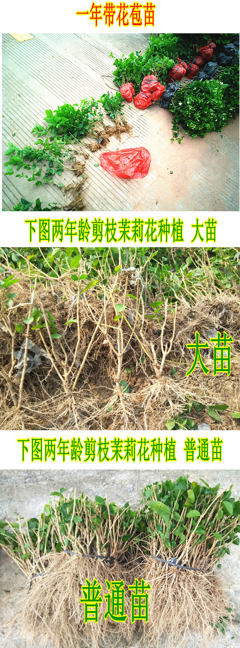 2-0.二年苗 8x2160.jpg