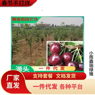 车厘子树苗樱桃树苖南方北方种植盆栽庭院果树矮化樱桃树大樱桃苗
