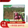 南方北方种植庭院樱桃苗