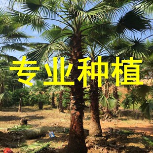 ���������A�����˿� �z���Aʢ�D�ؙ� �S�^�V�����^�ؙ���