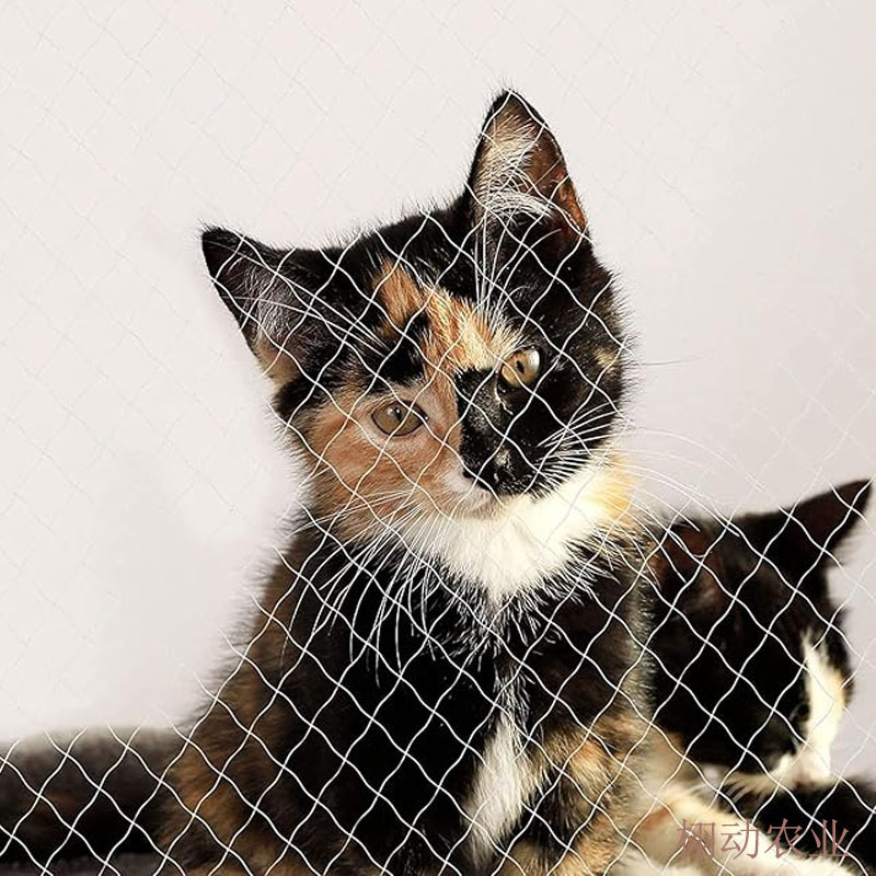 猫网主图五