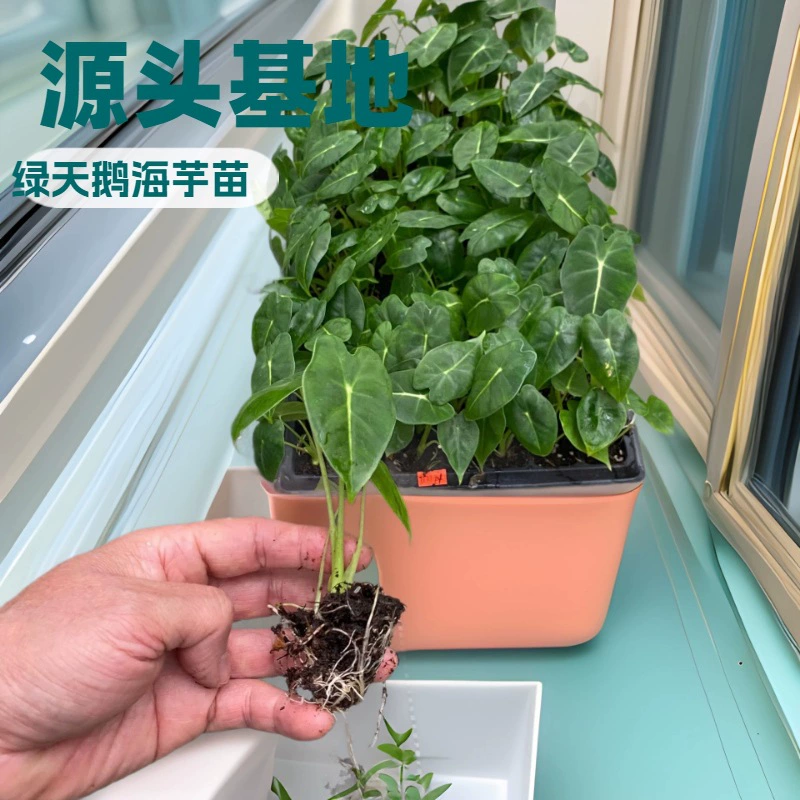 Источник поставляет большое количество рассады алоцайсии (зеленый лебедь) из тканевых культур, оптом от производителей модных комнатных растений.