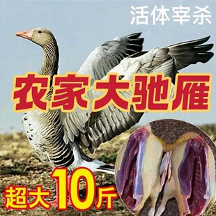 �Y����ֻ�r��ɢ�B�Y��F�����^צ���Y���������Z���Ǵ��Z