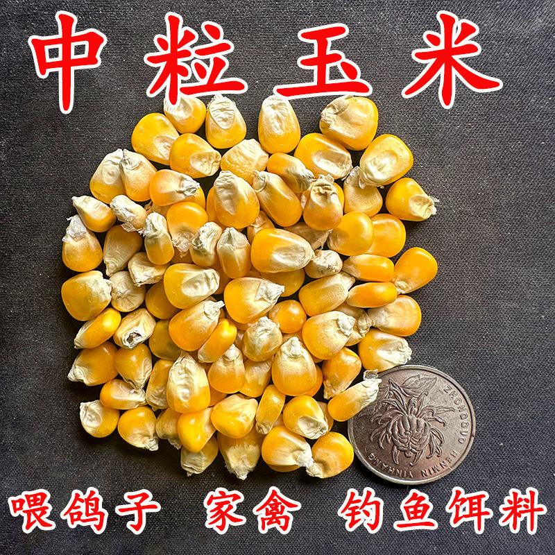 24年新東北大トウモロコシ粒10斤は鶏鴨ハトの食糧に釣りをして新しい穀物の乾燥トウモロコシ粒ハトの食糧を作った|undefined