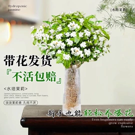 盆栽;种子;树苗