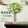 四季盆栽水培植物花卉