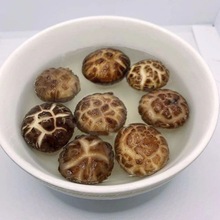 特小花菇净重包邮珍珠菇迷你小花菇2.5厘米左右剪脚蘑菇肉厚批发
