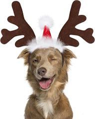 Christmas decoration pet headband party costume deer antler headband pet supplies Christmas hat headband for dogs