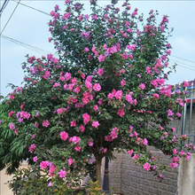 木槿树苗木槿花苗重瓣丛生木槿当年开花绿化庭院植物篱笆墙围栏苗