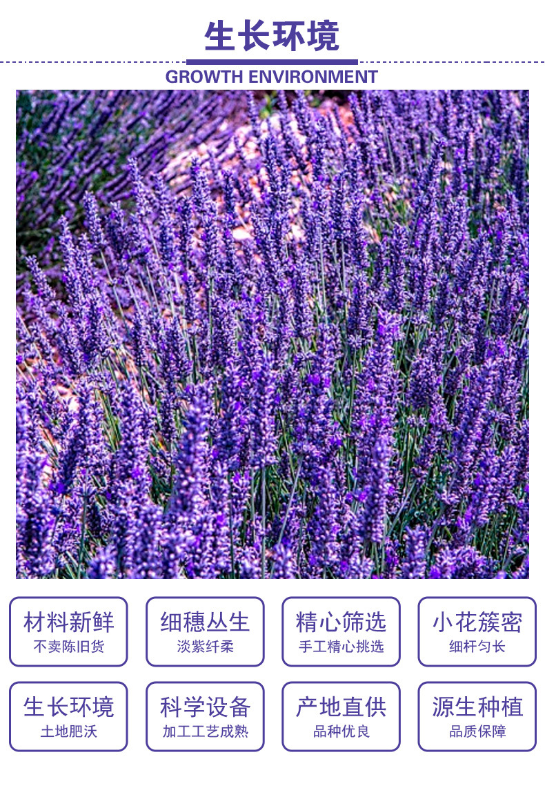 Dried Lavender Flowers (Lavandula angustifolia) — Xinjiang Ili Whole Buds for Sachets & Herbal Tea quality and texture