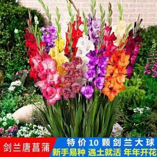 10-Ball Gladiolus Gladiolus Bulbs Potted Plants with Long Flowering Period, Balcony Flowering, Cold-Resistant Varieties, Outdoor Courtyard Planting