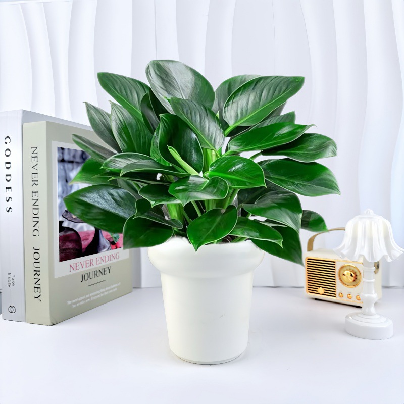 아이스크림 크림 세라믹 화분 + [골든 다이아몬드 3개] 심고 배송됨