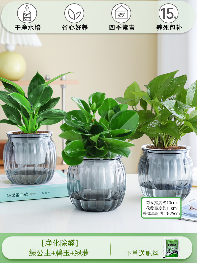 [정화 및 알데히드 제거] 그린 프린세스 + 재스퍼 + 포토스