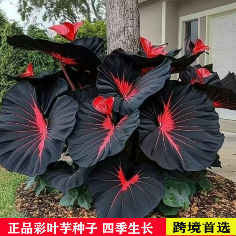 【电商供货】彩叶芋种子混色竹芋大叶芋庭院四季观叶花卉植物种籽