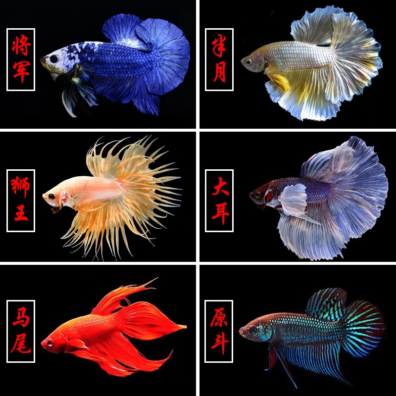 7d1b4b6abd038420de9f74a2e51d35