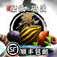 观赏螺苹果螺黄金螺黑金刚螺除藻螺斑马螺杀手螺蜜蜂螺彩蛋螺除藻